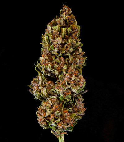 Семена сорта Tropicana Cookies Auto fem (FastBuds)