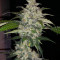Семена сорта Auto Anubis fem (Pyramid Seeds)