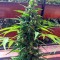 Семена сорта Critical + Autoflowering fem (Dinafem Seeds)
