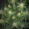 Семена сорта Anubis fem (Pyramid Seeds)