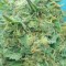 Семена сорта Grand Heft Auto fem (Dr. Krippling Seeds)