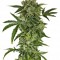 Семена сорта Haze Autoflowering fem (Dinafem Seeds)