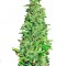 Семена сорта High Level fem (Eva Seeds)