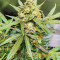 Сорт конопли Green Gelato Automatic fem (RQS)