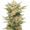 Семена сорта Sapphire Scout fem (Humboldt Seeds)