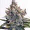 Семена сорта Big Devil F1 Fast Version fem (Sweet Seeds)