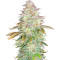 Семена сорта Jungle Lava fem (Original Sensible Seeds)