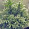 Семена сорта White Widow fem (Royal Queen Seeds)