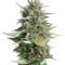 Микс семян конопли Sativa Pure Origin Collection 8 (World of Seeds)