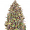 Haze Queen fem Anesia Seeds