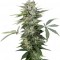 Семена сорта Roadrunner Autoflowering fem