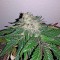 Семена сорта Caramel Kush fem (00 Seeds)