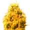 Семена сорта Mango Mist Shake fem (KFC Seeds)