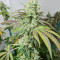Семена сорта Triple G fem (Royal Queen Seeds)