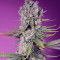 Семена сорта Papaya Zoap F1 Fast Version fem (Sweet Seeds)