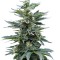 Семена сорта Full Moon fem (Nirvana Seeds)