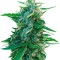 Семена сорта Sugar Black Rose reg (Delicious Seeds)