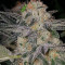 Семена сорта Crystal Queen fem (Vision Seeds)