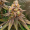 Семена сорта Runtz Punch fem (Herbies Seeds)