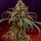 Семена сорта Papaya Zoap F1 Fast Version fem (Sweet Seeds)