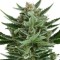 Семена сорта Quick One auto fem (Royal Queen Seeds)