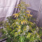 Семена сорта Auto White Widow fem (Pyramid Seeds)