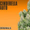 Семена сорта Original Cinderella Auto fem (FastBuds)