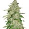 Семена сорта Nefertiti fem (Pyramid Seeds)