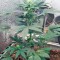Семена сорта Fruit Autoflowering (Dinafem Seeds)