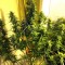 Семена сорта 2 Fast 2 Vast Auto fem (Heavyweight Seeds)
