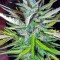 Семена сорта Auto Afghan Mass fem (00 Seeds)