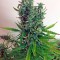 Семена сорта White Widow XXL Autoflowering fem