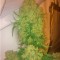 Семена сорта Budzilla fem (Heavyweight Seeds)