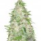 Семена сорта Auto Ultra Power Plant fem (Victory Seeds)