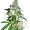 Семена сорта Power Kush fem (Dinafem Seeds)