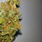 Семена сорта Auto Lennon fem (Pyramid Seeds)