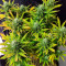 Семена сорта Sugar Black Rose Early Version fem (Delicious Seeds)