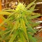 Семена сорта White Cheese Autoflowering fem (Dinafem Seeds)