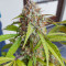 Семена сорта Auto Green Wild Shark fem (Victory Seeds)