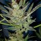 Семена сорта Bubblelicious Automatic fem (Nirvana Seeds)