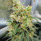 Семена сорта Dozy Whale fem (AlphaFem Seeds)