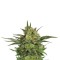 Семена сорта Haze Berry fem (Royal Queen Seeds)