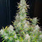Семена сорта Gorilla Zkittlez Auto fem (FastBuds)