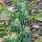 Семена сорта Great White Shark (Green House Seeds)