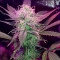 Семена сорта Super Lemon Haze Auto fem (Green House Seeds)