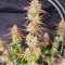 Семена сорта Frostbanger Auto F3 fem (FastBuds)