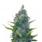 Семена сорта Exile fem (Serious Seeds)