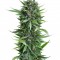 Семена сорта Sour Diesel Auto fem (Humboldt Seeds)