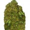 Семена сорта Money Bush fem (Heavyweight Seeds)