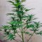 Семена марихуаны Cheese XXL Autoflowering 